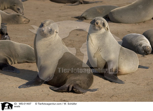 Pelzrobben an der Kste / seals / WS-01487