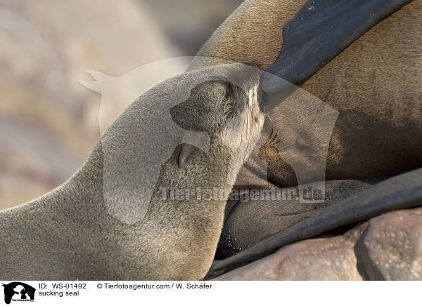 sucking seal / WS-01492