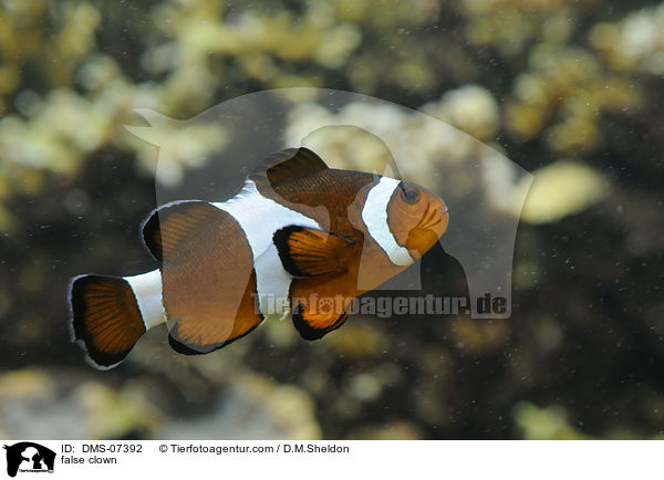 Falscher Clownfisch / false clown / DMS-07392
