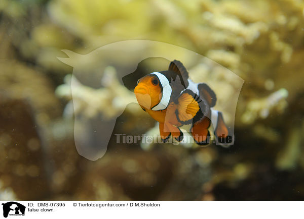 Falscher Clownfisch / false clown / DMS-07395