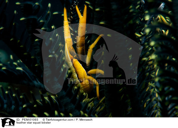 Haarstern-Springkrebs / feather star squat lobster / PEM-01093
