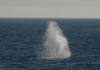 rorqual
