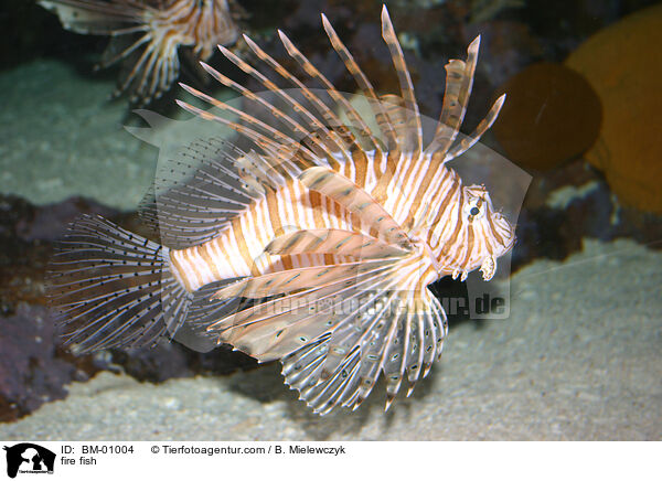 fire fish / BM-01004