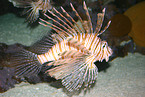fire fish
