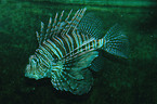 fire fish