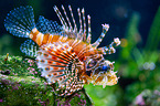 fire fish