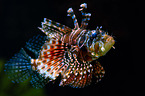 fire fish
