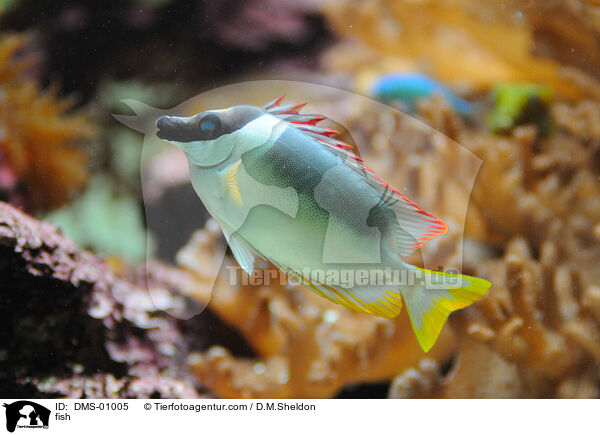 Fisch / fish / DMS-01005
