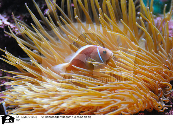 Fisch / fish / DMS-01008