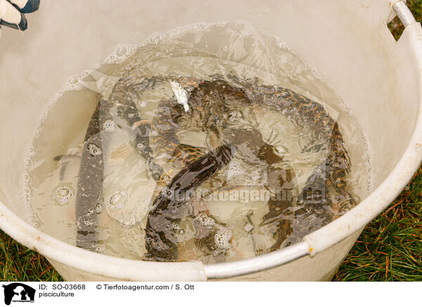 Fischzucht / pisciculture / SO-03668