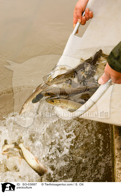 pisciculture / SO-03687