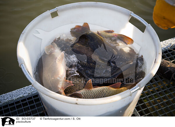 Fischzucht / pisciculture / SO-03737