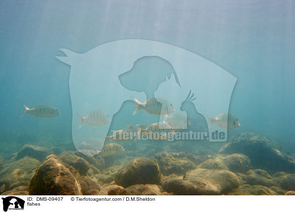Fische / fishes / DMS-09407