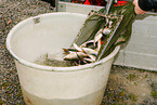 pisciculture