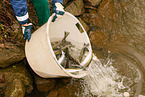 pisciculture