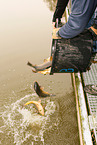 pisciculture