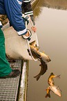 pisciculture