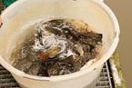 pisciculture