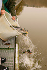 pisciculture