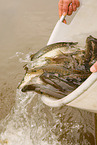 pisciculture
