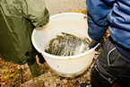 pisciculture