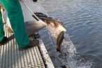 pisciculture