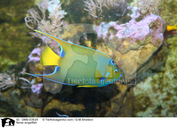 Feuer-Kaiserfisch / flame angelfish / DMS-03629