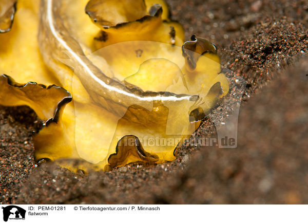 Plattwurm / flatworm / PEM-01281