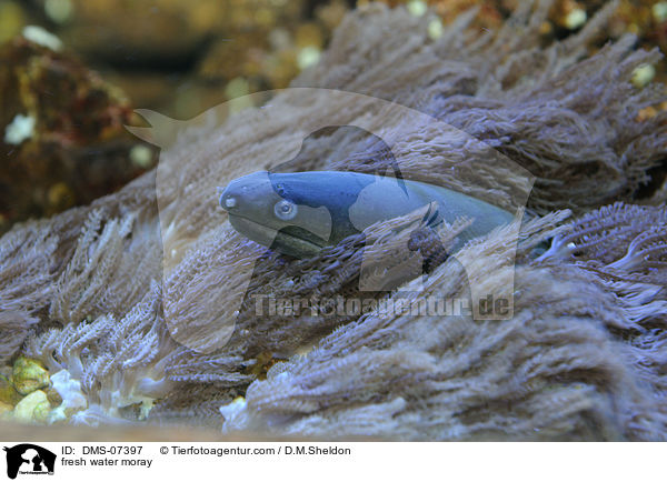 fresh water moray / DMS-07397