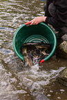 German brown trouts
