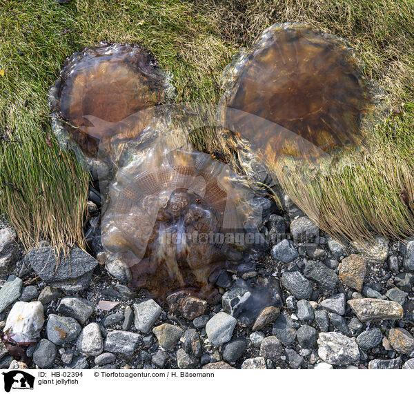 Gelbe Haarqualle / giant jellyfish / HB-02394