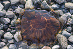 giant jellyfish