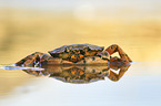 green shore crab