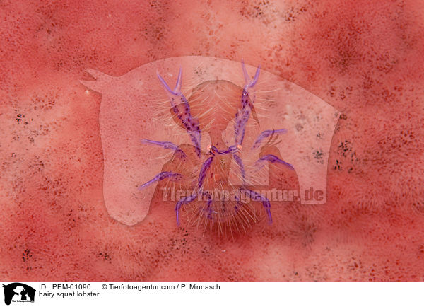 Schwamm-Springkrabbe / hairy squat lobster / PEM-01090