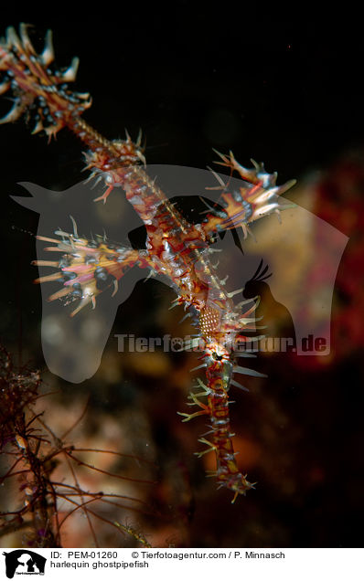 Schmuck-Geisterpfeifenfisch / harlequin ghostpipefish / PEM-01260