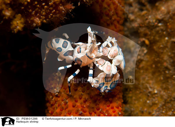 Harlequin shrimp / PEM-01286