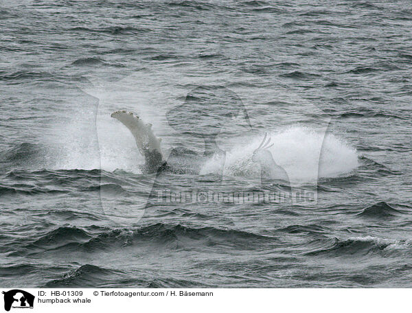 Buckelwal / humpback whale / HB-01309