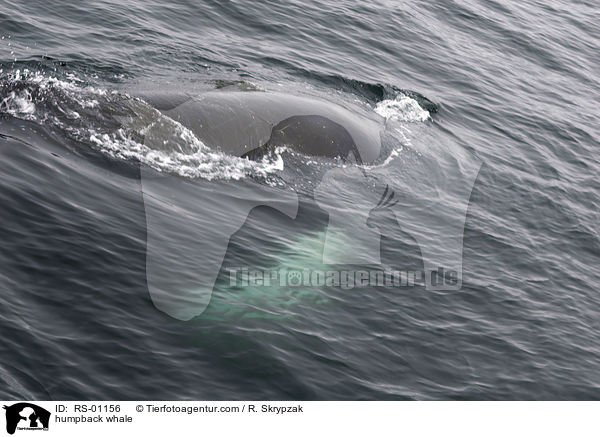 Buckelwal / humpback whale / RS-01156