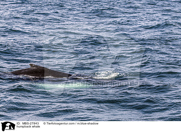 Buckelwal / humpback whale / MBS-27843