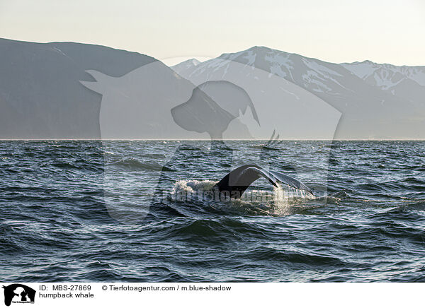 Buckelwal / humpback whale / MBS-27869