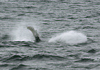 humpback whale