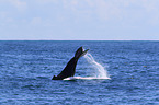 humpback whale