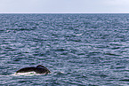 humpback whale