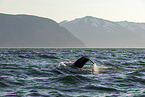 humpback whale