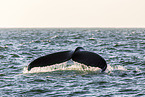 humpback whale