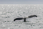 humpback whale