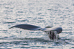 humpback whale