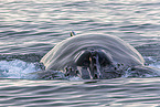 humpback whale