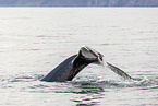 humpback whale