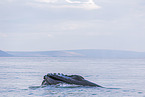 humpback whale